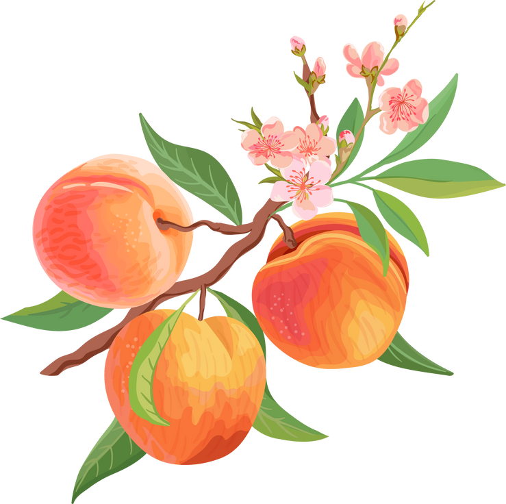 Watercolor Peach Fruit